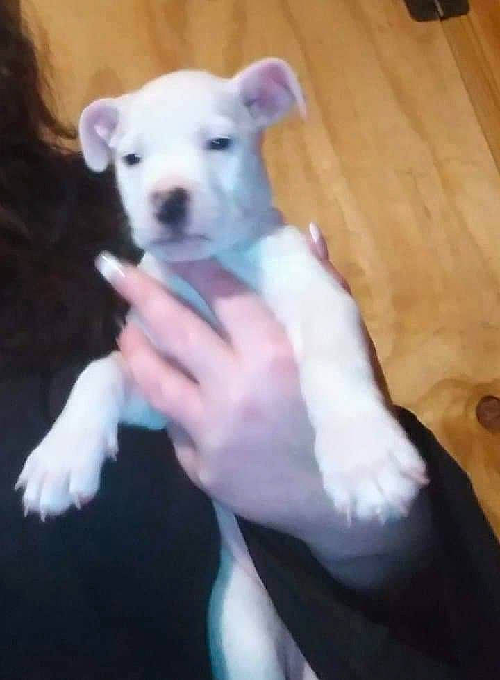 Elsa is registered to the contest to win money with this photo: canidae, carnivore, companion_dog, dog, dog_breed, dog_supply, fawn, gesture, hardwood, paw, puppy_love, small_terrier, snout, sporting_group, tail, terrier, toy_dog, wood, wood_stain, working_animal