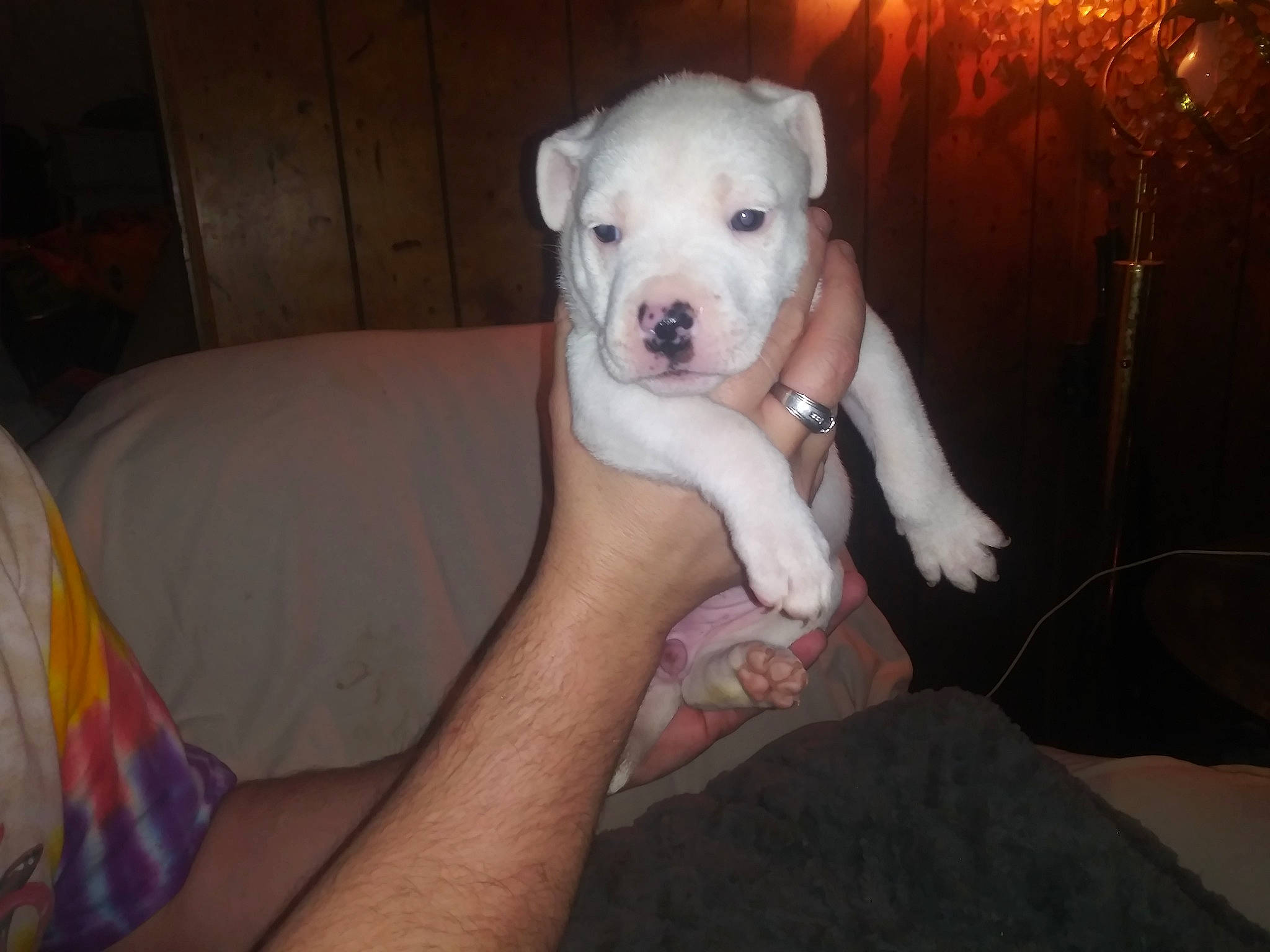 Elsa is registered to the contest to win money with this photo: canidae, carnivore, comfort, companion_dog, couch, dog, dog_breed, dogo_argentino, fawn, flash_photography, guard_dog, paw, sitting, snout, sporting_group, tail, terrestrial_animal, toy_dog, whiskers, working_animal