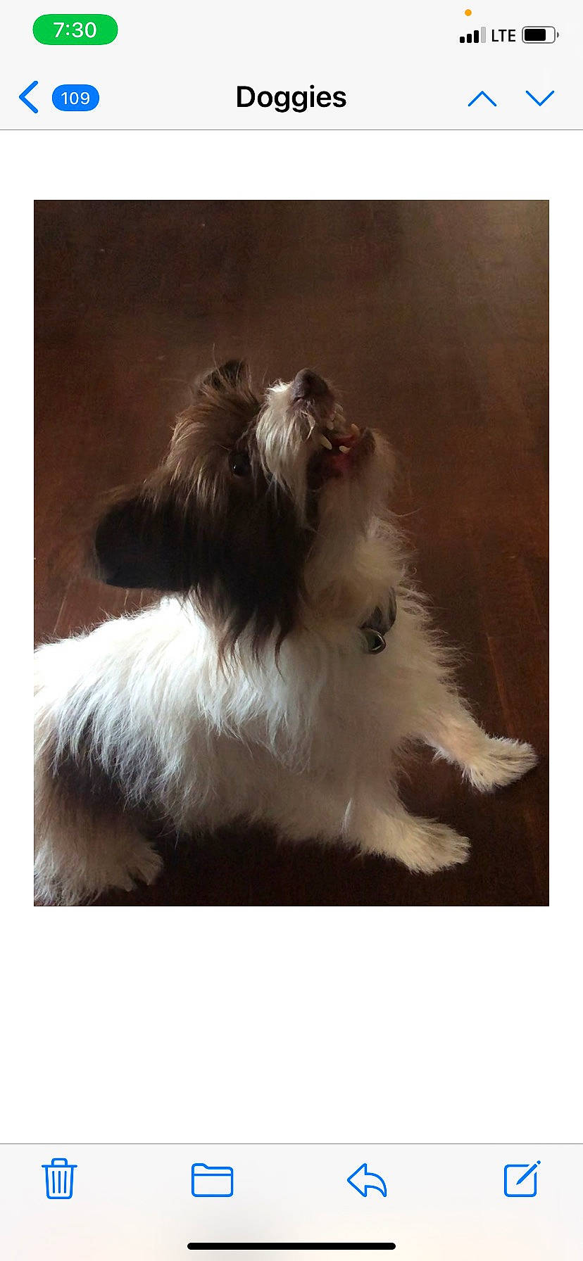 Muffin joined the competition — help win amazing prizes! art, canidae, carnivore, companion_dog, dog, dog_breed, fur, liver, natural_material, non_sporting_group, rectangle, snout, sporting_group, square, staple_food, tail, toy_dog, working_animal