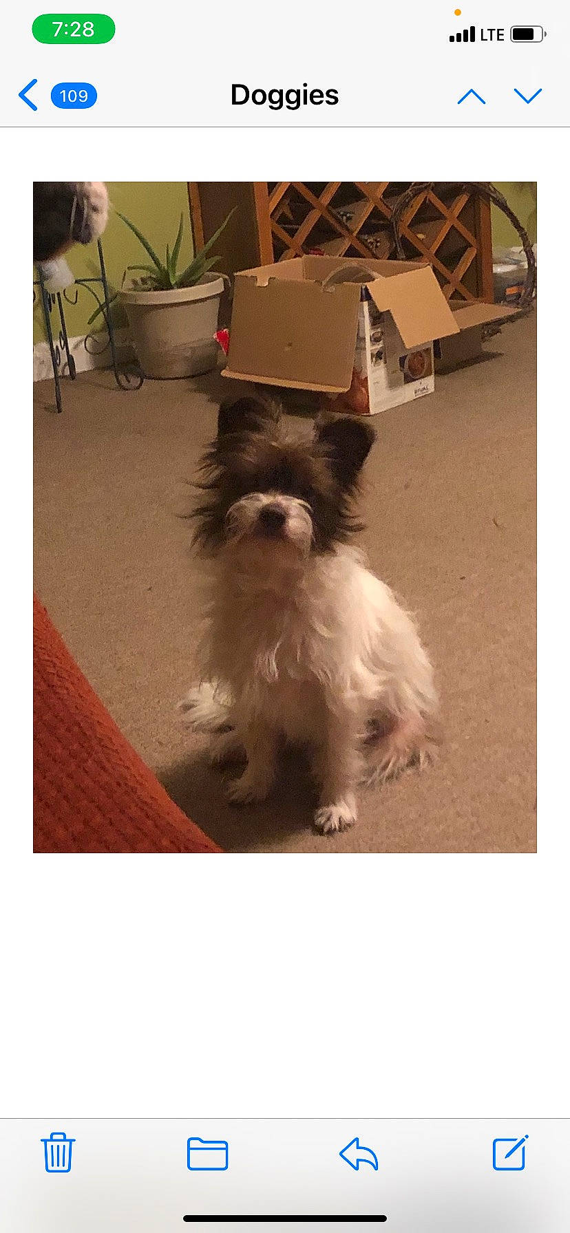 Muffin is registered to the contest to win money with this photo: canidae, carnivore, companion_dog, dog, dog_breed, dog_supply, flooring, flowerpot, fur, houseplant, liver, plant, shipping_box, small_terrier, snout, sporting_group, terrier, tints_and_shades, toy_dog, working_animal