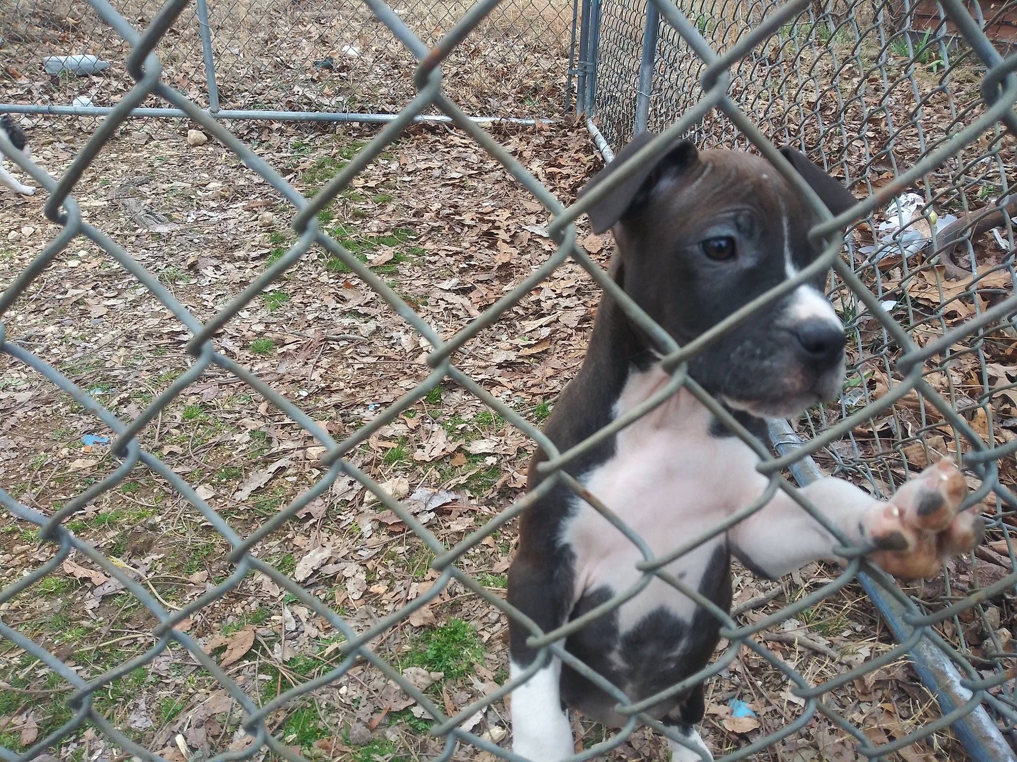 Lulu joined the competition — help win amazing prizes! carnivore, chain_link_fencing, companion_dog, dog, dog_breed, dog_crate, dog_supply, fawn, fence, fur, mesh, pet_supply, plant, service, snout, sporting_group, terrestrial_animal, whiskers, wire_fencing, working_animal