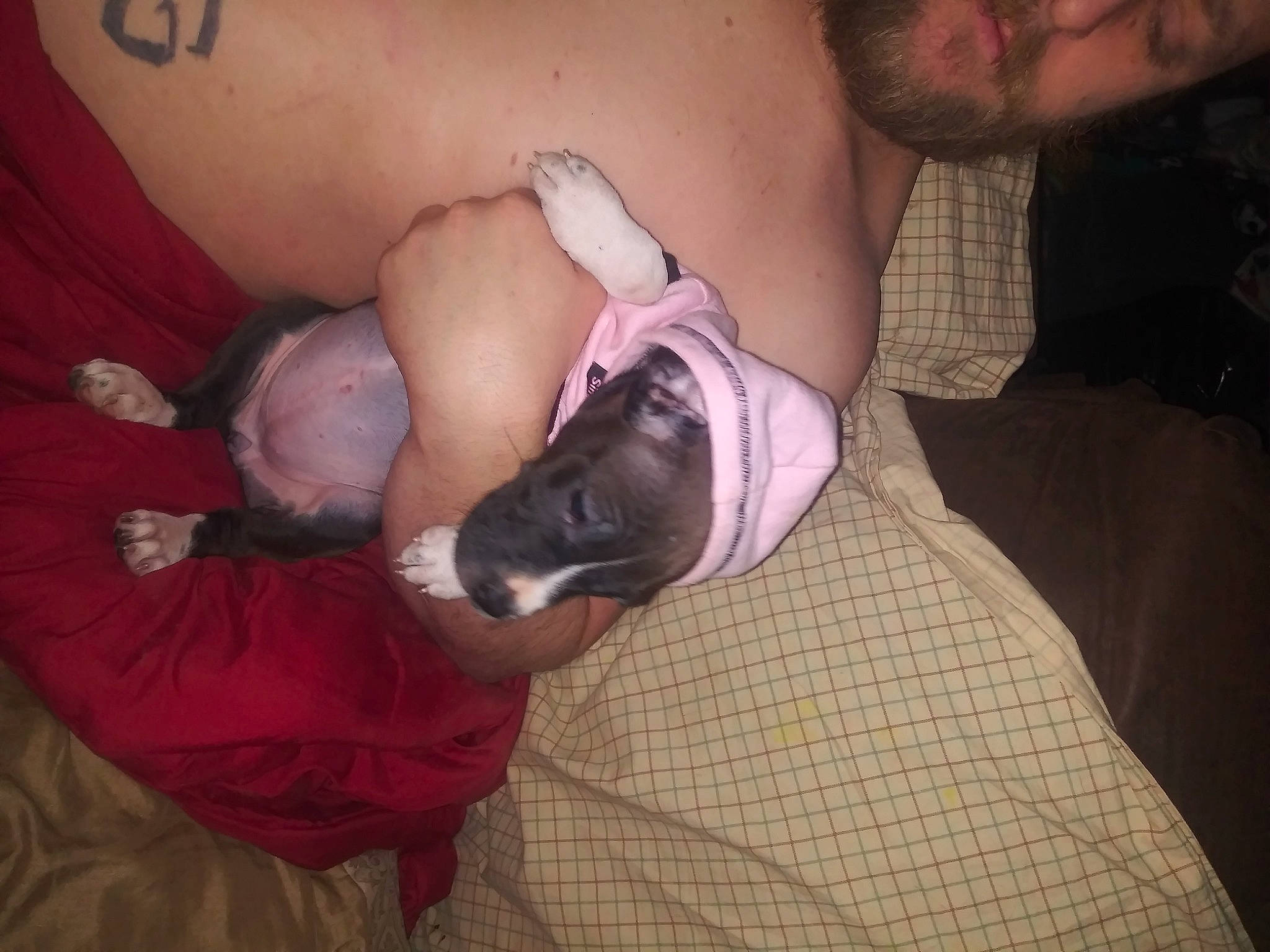 Lulu joined the competition — help win amazing prizes! abdomen, beard, carnivore, chest, comfort, companion_dog, dog, dog_breed, ear, fawn, felidae, finger, gesture, mammal, nail, small_to_medium_sized_cats, snout, toy_dog, vertebrate, wrist