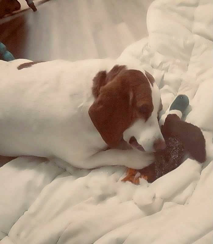 Sunshine joined the competition — help win amazing prizes! bedding, bedtime, canidae, carnivore, comfort, companion_dog, dog, dog_breed, ear, fawn, fur, linens, liver, nap, non_sporting_group, paw, puppy, snout, sporting_group, working_animal