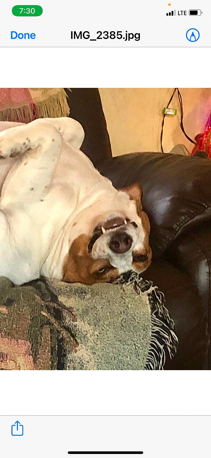 Sunshine joined the competition — help win amazing prizes! carnivore, chair, comfort, companion_dog, couch, dog, dog_breed, dog_supply, fawn, fur, linens, liver, snout, sporting_group, toy_dog, whiskers, white_english_bulldog, wood, working_animal, wrinkle