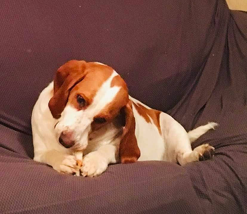 Sunshine is registered to the contest to win money with this photo: beagle, beagle_harrier, bored, canidae, carnivore, comfort, companion_dog, dog, dog_breed, fawn, hound, hunting_dog, liver, paw, scent_hound, sporting_group, terrestrial_animal, whiskers, wood, working_animal