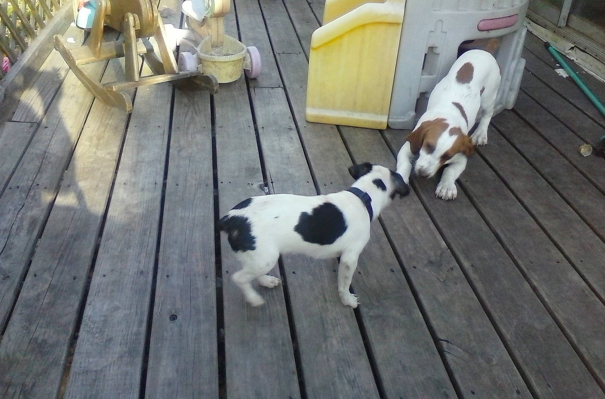 Sunshine joined the competition — help win amazing prizes! canidae, carnivore, chair, collar, companion_dog, dog, dog_breed, dog_collar, dog_supply, fawn, flooring, fur, hardwood, hound, pet_supply, sidewalk, snout, tail, terrier, wood