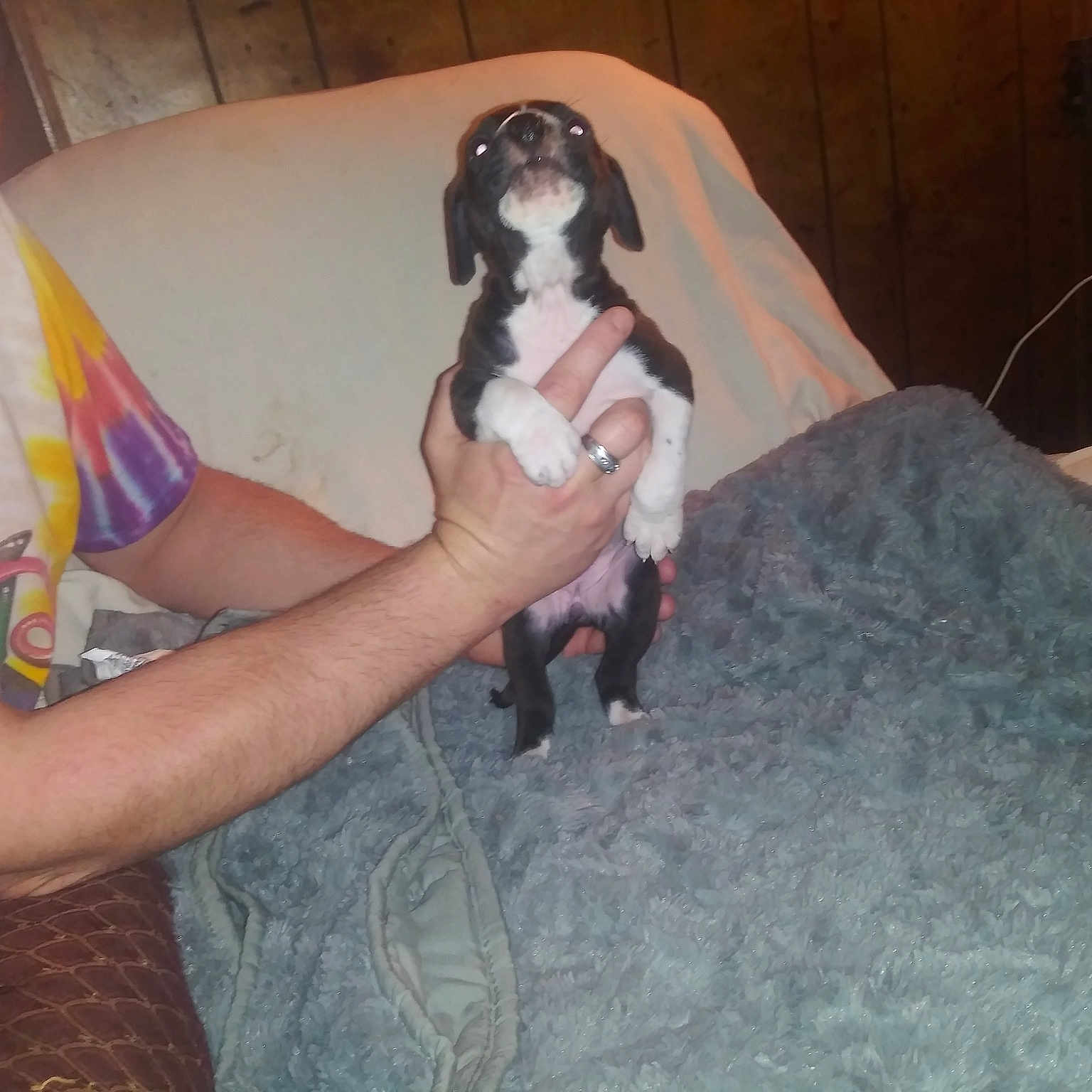 Lulu is registered to the contest to win money with this photo: canidae, carnivore, comfort, companion_dog, dog, dog_breed, dog_supply, elbow, fawn, flooring, foot, fur, human_leg, knee, lap, nail, sporting_group, thigh, working_animal, wrist