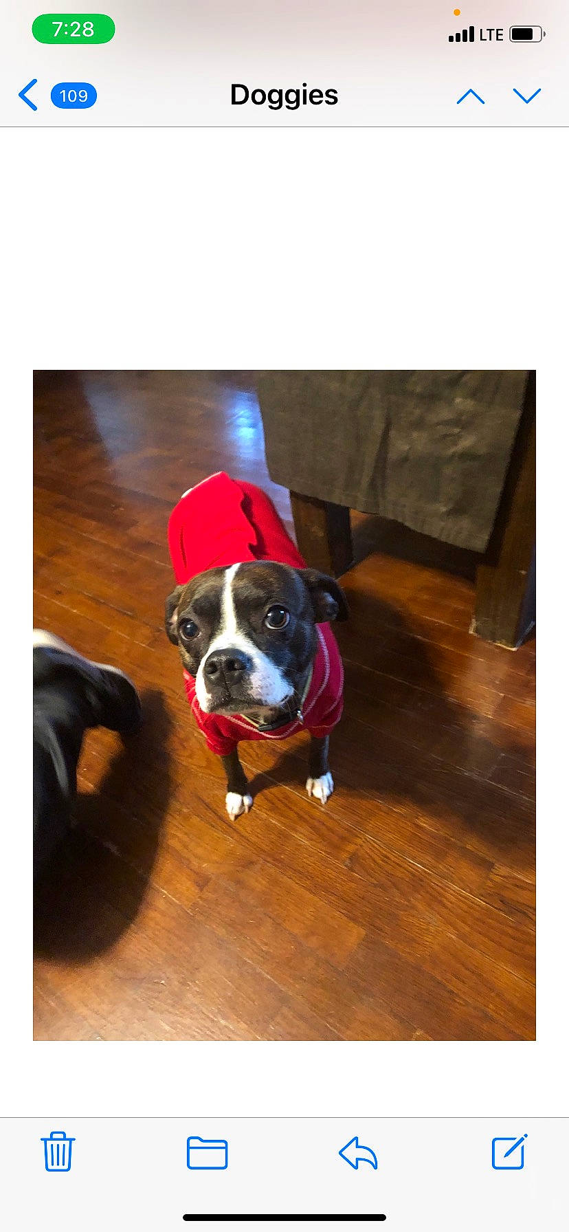Lilly is registered to the contest to win money with this photo: boston_terrier, carnivore, chair, collar, companion_dog, dog, dog_breed, dog_collar, dog_supply, floor, flooring, hardwood, laminate_flooring, plant, rectangle, tail, window, wood, wood_stain, working_animal