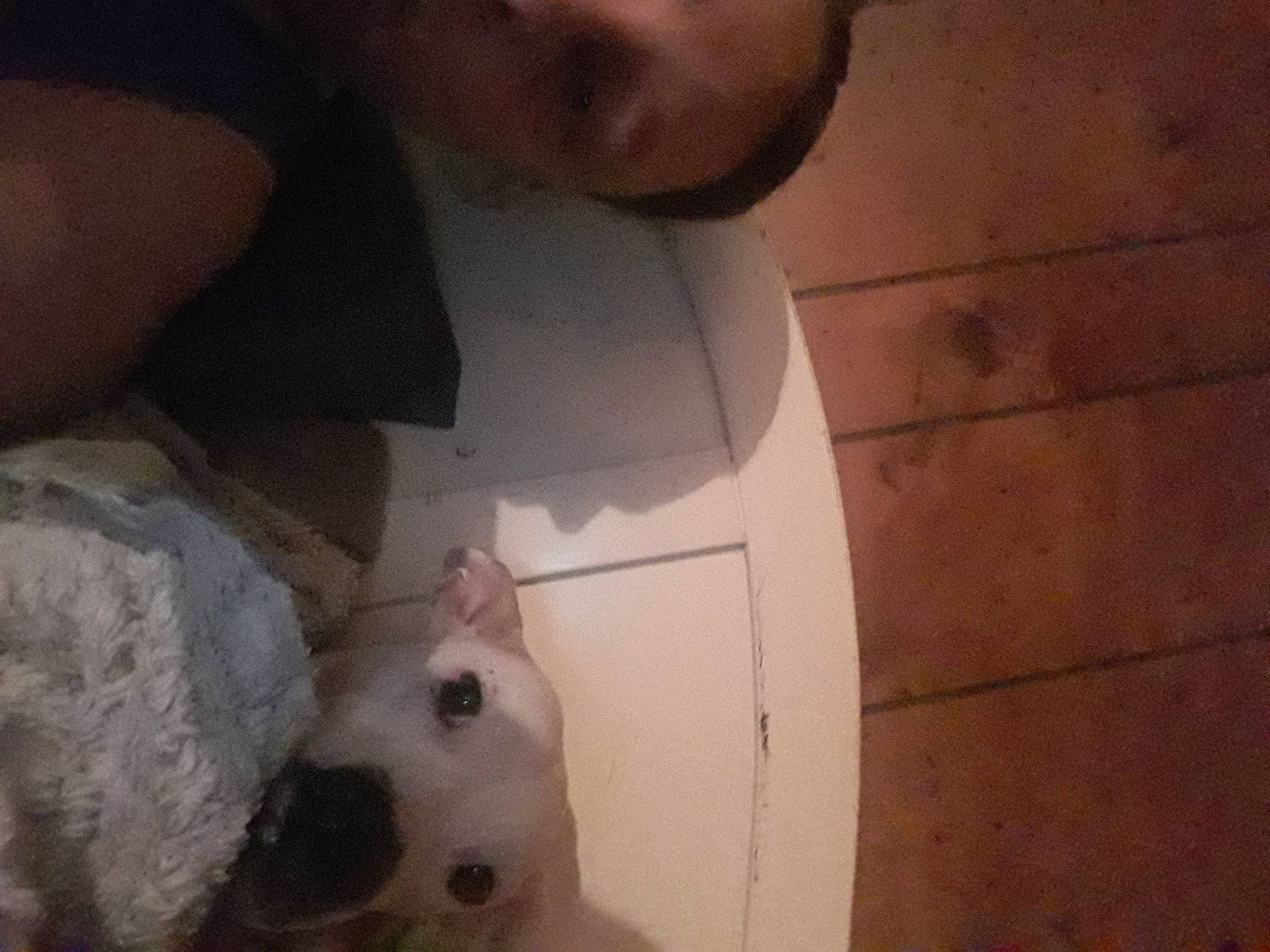 Dixie joined the competition — help win amazing prizes! ball, carnivore, chest, companion_dog, dog_breed, domestic_short_haired_cat, ear, felidae, flooring, football, fur, hardwood, nose, paw, room, skin, small_to_medium_sized_cats, tail, whiskers, wood