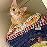 cat, orange_tabby, towels, stack, folded_towels, curious, indoors, closet, pet, feline, whiskers, ears, paws, striped_towel, colorful, soft_texture, household, domestic_animal, looking, resting