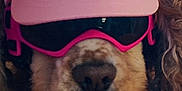 Lola is registered to the contest to win money with this photo: accessories, animal, brown_fur, casual, close_up, cozy, cute, dog, domestic_animal, fashion, fluffy, funny, headwear, indoors, pet, pink_cap, portrait, red_background, resting, sunglasses