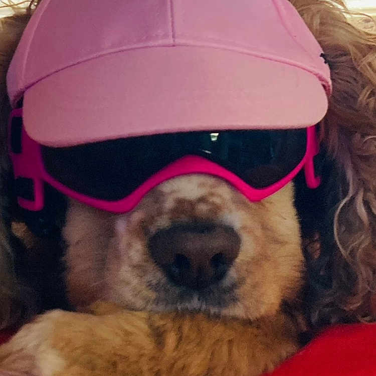 Lola is registered to the contest to win money with this photo: accessories, animal, brown_fur, casual, close_up, cozy, cute, dog, domestic_animal, fashion, fluffy, funny, headwear, indoors, pet, pink_cap, portrait, red_background, resting, sunglasses