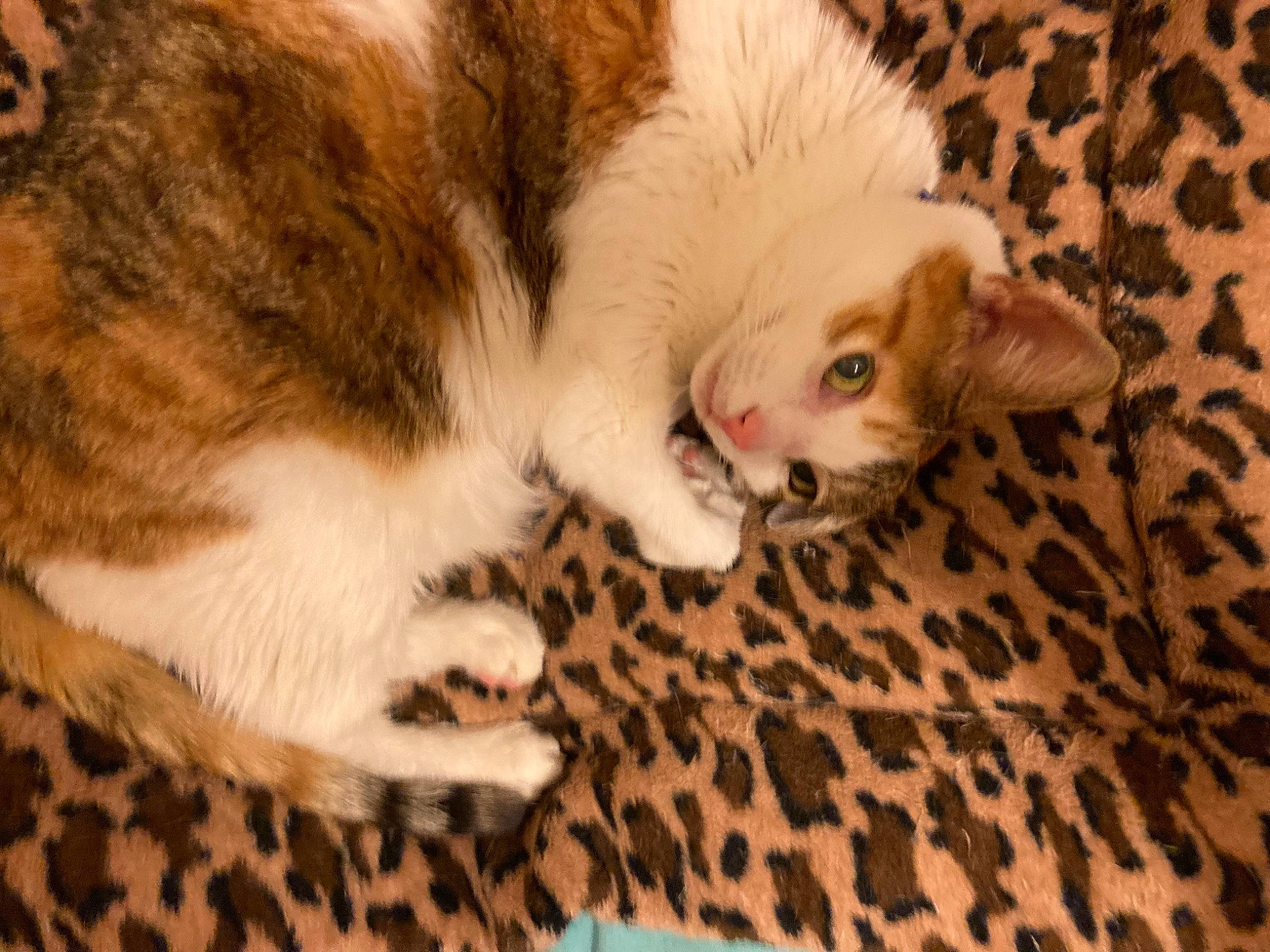 Decibelle In Love a rejoint le concours — aidez-le/la à gagner de superbes lots ! canidae, carnivore, cat, claw, comfort, domestic_short_haired_cat, fawn, felidae, flooring, fur, nap, paw, small_to_medium_sized_cats, snout, tail, terrestrial_animal, tree, whiskers, wildlife, wood