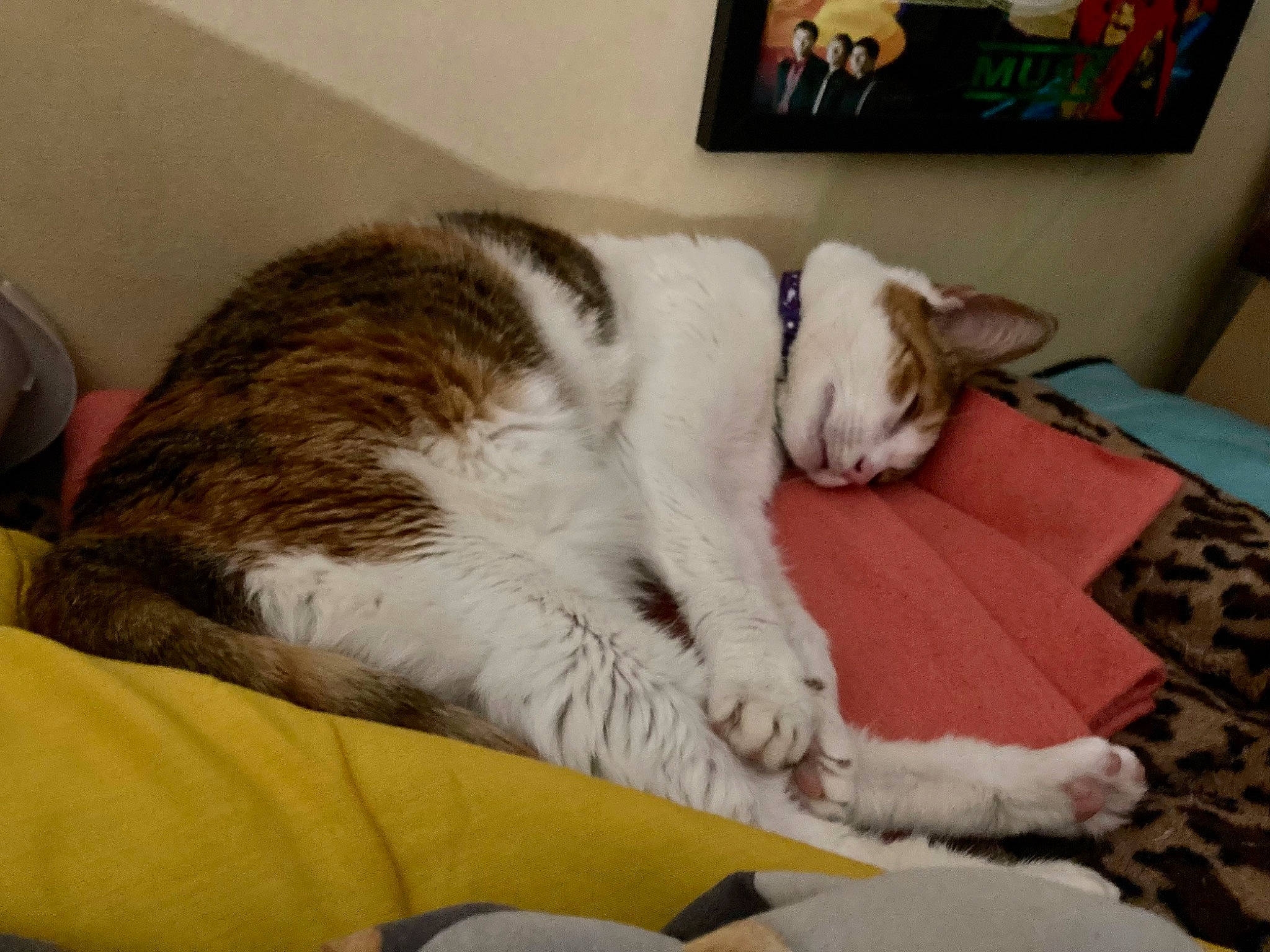 Decibelle In Love participe au concours pour gagner de l'argent avec cette photo : carnivore, cat, claw, comfort, couch, domestic_short_haired_cat, felidae, flooring, fur, linens, nap, paw, picture_frame, room, small_to_medium_sized_cats, snout, tail, television, whiskers, wood