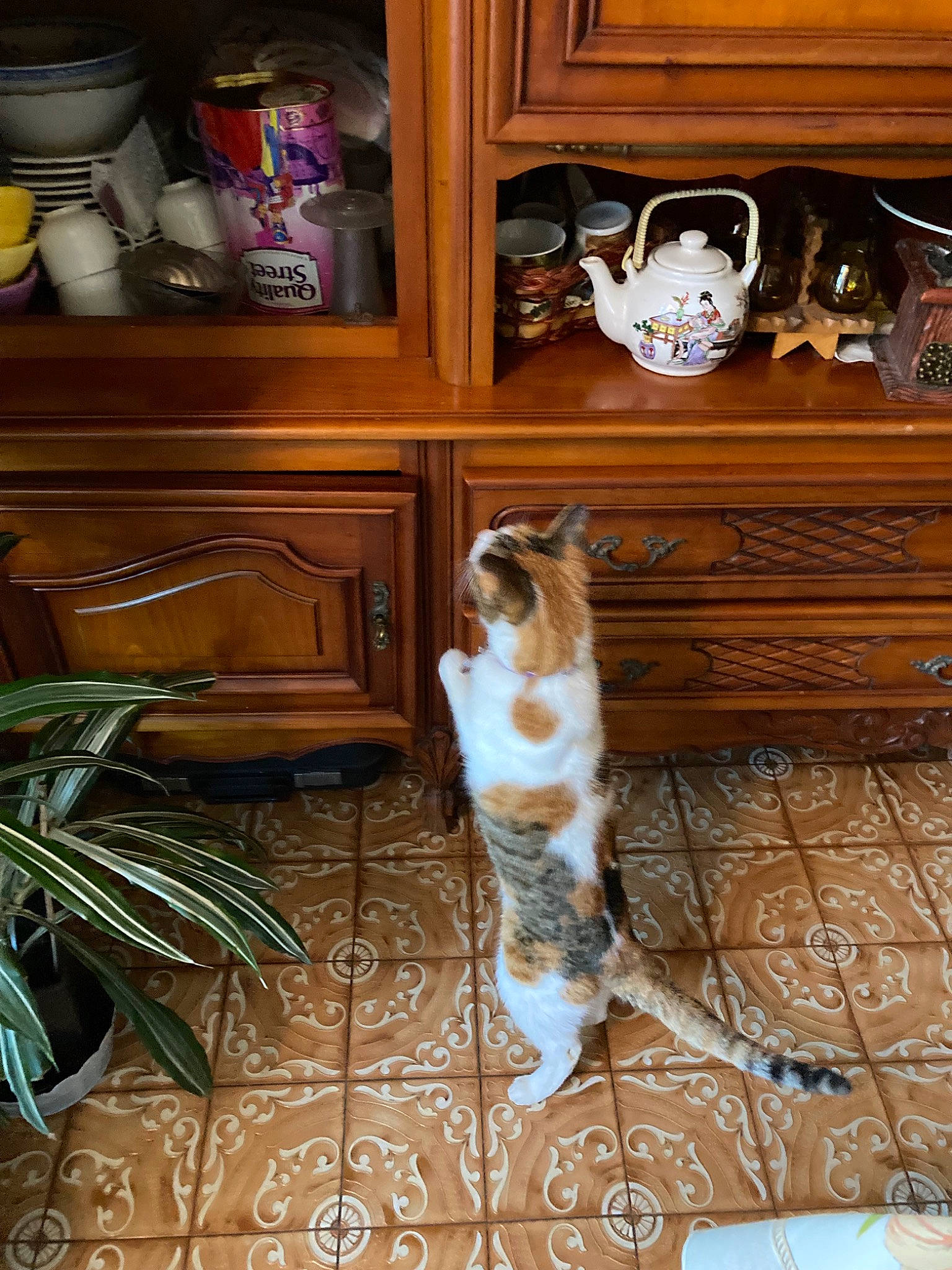 Decibelle In Love participe au concours pour gagner de l'argent avec cette photo : brown, cabinetry, carnivore, cat, companion_dog, dog_breed, door, fawn, felidae, floor, flooring, hardwood, houseplant, interior_design, mammal, plant, vertebrate, whiskers, wood, wood_stain