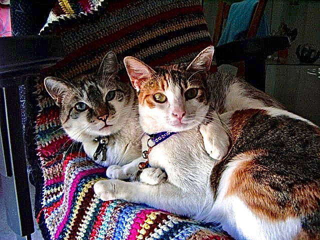 Decibelle In Love a rejoint le concours — aidez-le/la à gagner de superbes lots ! carnivore, cat, claw, comfort, domestic_short_haired_cat, fawn, felidae, fur, lap, mammal, nap, paw, sitting, small_to_medium_sized_cats, tail, vertebrate, whiskers