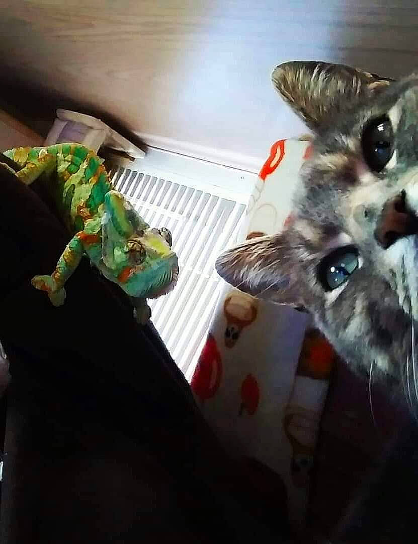 Jamie is registered to the contest to win money with this photo: carnivore, cat, claw, companion_dog, domestic_short_haired_cat, felidae, fur, paw, room, schnauzer, small_to_medium_sized_cats, tail, whiskers