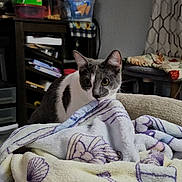 Ivy joined the competition — help win amazing prizes! blanket, cat, cluttered_room, container, cozy, curious, curtain_pattern, curtains, dim_lighting, domestic_cat, furniture, gray_and_white_cat, home_interior, indoor, patterned_blanket, pet, pile, seashell_pattern, shelf, stacked_blankets