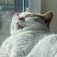 Minako is registered to the contest to win money with this photo: animal, cat, closeup, cozy, cute, domestic_cat, feline, fluffy, fur, indoor, peaceful, pet, relaxed, resting, sleeping, soft, sunlight, whiskers, white_cat, window