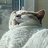 cat, white_cat, fluffy, sleeping, relaxed, closeup, whiskers, sunlight, window, indoor, pet, feline, cute, cozy, resting, fur, animal, peaceful, soft, domestic_cat