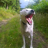 Solo participe au concours pour gagner de l'argent avec cette photo : animal, canine, closeup, collar, daytime, dog, forest, grass, greenery, mammal, nature, outdoor, path, pet, summer, trail, trees, white_dog, wild, yawning