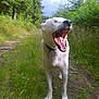 animal, canine, closeup, collar, daytime, dog, forest, grass, greenery, mammal, nature, outdoor, path, pet, summer, trail, trees, white_dog, wild, yawning
