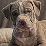 puppy, dog, close_up, portrait, pet, animal, cute, fur, snout, ears, resting, indoors, soft, expression, young, mammal, face, canine, cozy, wrinkles