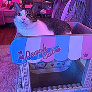 Caterina is registered to the contest to win money with this photo: animal, cardboard_box, carpet, cat, colorful, cozy, curious, cute, decor, feline, furniture, home, indoor, pet, pink_lighting, portrait, purple_lighting, relaxed, sitting, toy