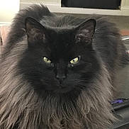 Sammy is registered to the contest to win money with this photo: cat, black_cat, long_fur, fluffy, pet, indoor, table, remote_control, animal, feline, close_up, portrait, sitting, domestic_animal, whiskers, ears, eyes, fur, home, curious