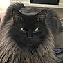 cat, black_cat, long_fur, fluffy, pet, indoor, table, remote_control, animal, feline, close_up, portrait, sitting, domestic_animal, whiskers, ears, eyes, fur, home, curious