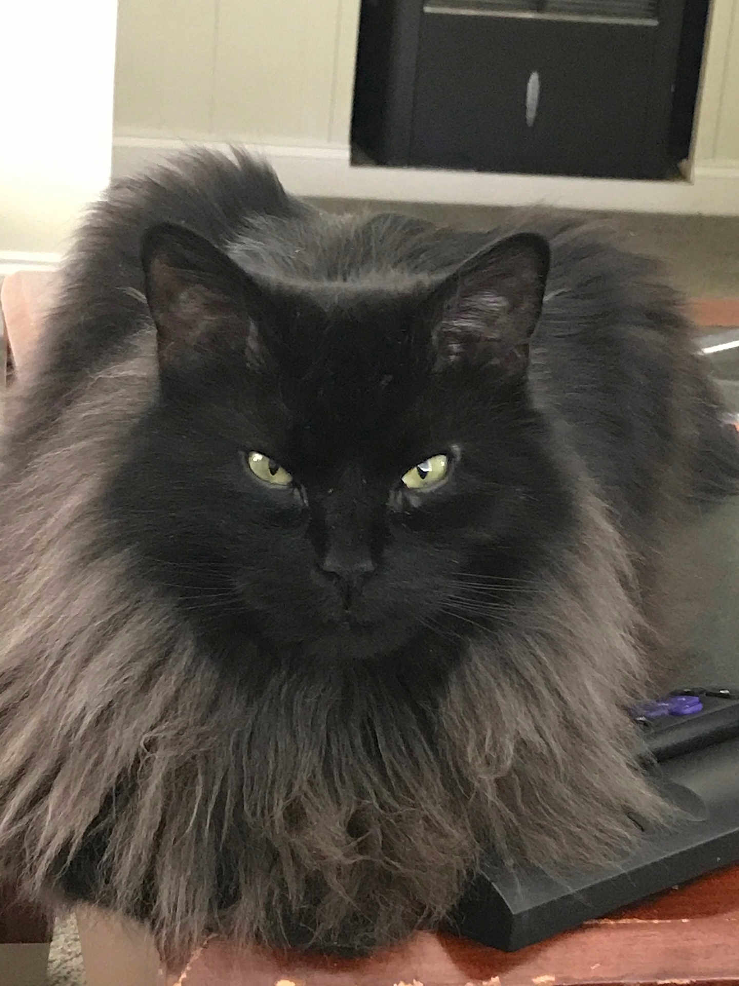 Sammy
