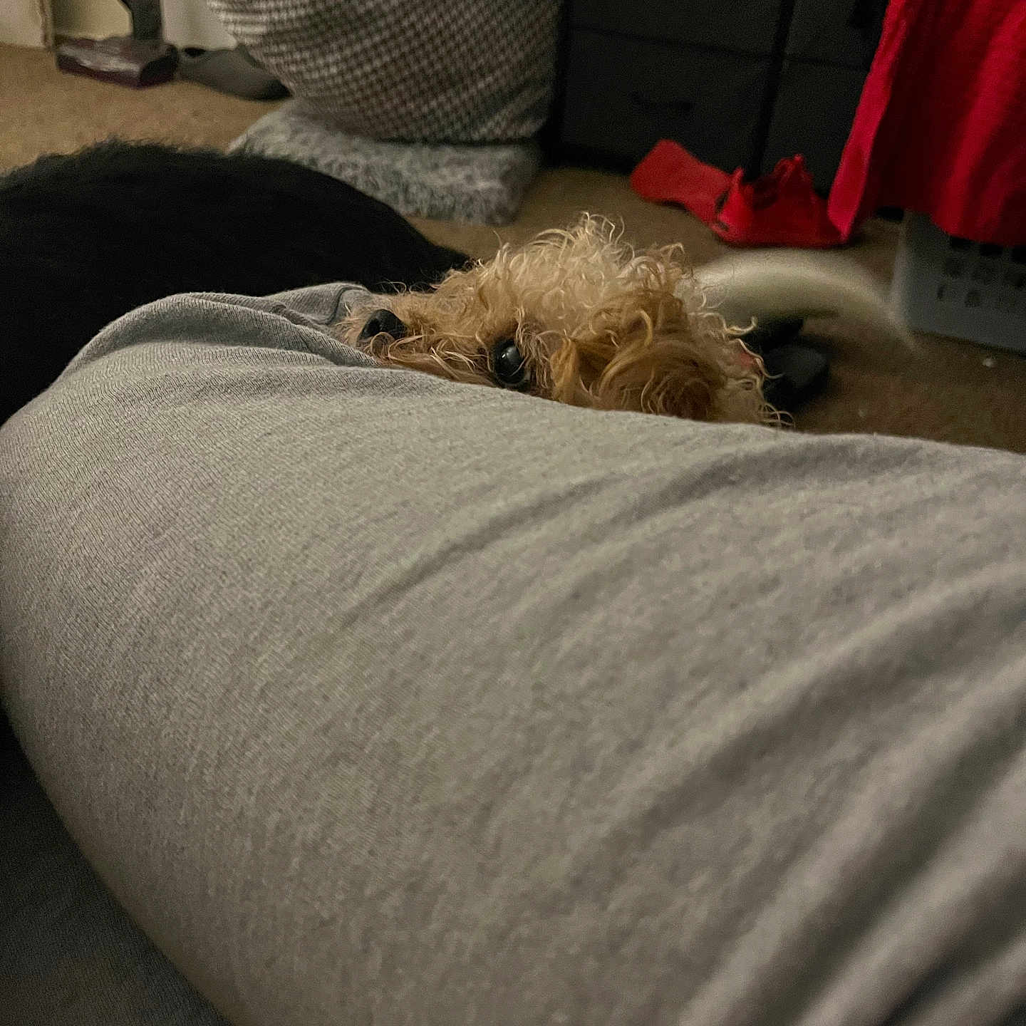 Penny is registered to the contest to win money with this photo: background, black_dog, carpet, cozy, curious, curly_hair, dog, fabric, floor, furniture, gray, home, indoor, laundry_basket, living_space, peeking, pet, red_towel, tail, vacuum_cleaner