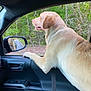 Milo joined the competition — help win amazing prizes! dog, labrador, car_interior, side_mirror, window, forest, greenery, road, reflection, pet, canine, travel, nature, daylight, leisure, vehicle, seatbelt, happy, outdoor, companion