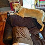 Milo is registered to the contest to win money with this photo: dog, labrador, couch, living_room, pillow, quilt, wooden_floor, brick_wall, door, glass_door, pet, happy, indoor, leather_couch, home, smiling_dog, furniture, cozy, pouch, animal