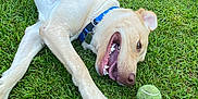 Milo joined the competition — help win amazing prizes! dog, grass, tennis_ball, playful, pet, outdoor, canine, collar, animal, mouth_open, teeth, greenery, summer, fun, active, nature, young_dog, happy, tongue, fur