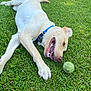 dog, grass, tennis_ball, playful, pet, outdoor, canine, collar, animal, mouth_open, teeth, greenery, summer, fun, active, nature, young_dog, happy, tongue, fur