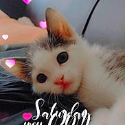 Stitch is registered to the contest to win money with this photo: adorable, animal, blurred_background, cat, closeup, cozy, cute, domestic_animal, feline, heart_graphics, indoor, kitten, lying_down, pet, portrait, resting, soft, whiskers, white_and_gray, young