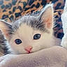 Stitch joined the competition — help win amazing prizes! animal, blanket, blue_eyes, cat, close_up, comfort, cozy, cute, ears, feline, fur, indoor, kitten, leopard_print, pet, resting, sleepy, soft, whiskers, young