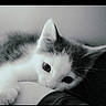 Stitch joined the competition — help win amazing prizes! adorable, animal, black_and_white, cat, close_up, cute, eyes, feline, fur, head, indoor, kitten, mischievous, pet, portrait, resting, sleepy, soft_focus, whiskers, young