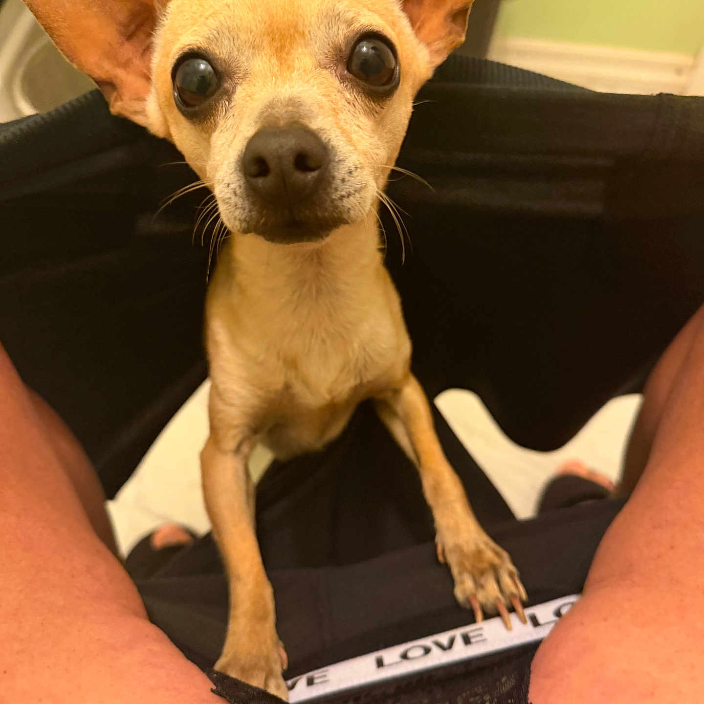 Marley joined the competition — help win amazing prizes! animal, big_eyes, black_bag, chihuahua, closeup, clothing, cute, dog, green_wall, human_legs, indoors, large_ears, looking_at_camera, love_text, pet, portrait, sitting, small_dog, standing, tan_dog