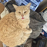Butter joined the competition — help win amazing prizes! cat, ginger_cat, fluffy, feline, pet, animal, open_mouth, whiskers, ears, eyes, fur, sitting, lying_down, clothing, fabric, backpack, packaging, paper, solar_panel, indoor