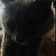 Crowley is registered to the contest to win money with this photo: cat, gray_cat, fluffy, feline, pet, animal, closeup, portrait, whiskers, eyes, nose, fur, long_hair, indoor, dim_lighting, backlit, shadow, cozy, staring, mysterious