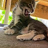 cat, kitten, gray_and_white, yawning, open_mouth, whiskers, ears, fur, paws, sitting, animal, pet, close_up, portrait, indoors, wooden_background, greenery, natural_light, cozy, funny