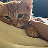 cat, kitten, orange_tabby, sleepy, cozy, blanket, cuddling, human_hand, pet, animal, feline, whiskers, ears, paws, close_up, portrait, indoors, soft_lighting, relaxed, cute