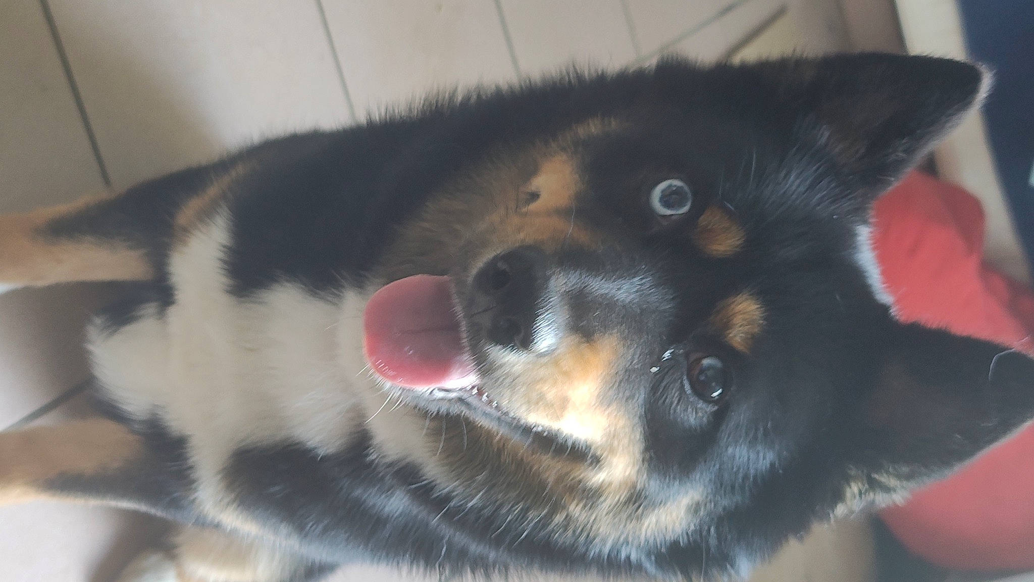 Taïs a rejoint le concours — aidez-le/la à gagner de superbes lots ! bored, canidae, carnivore, comfort, companion_dog, dog, dog_breed, ear, foot, fur, herding_dog, mammal, paw, snout, sporting_group, terrestrial_animal, texas_heeler, vertebrate, whiskers, working_dog