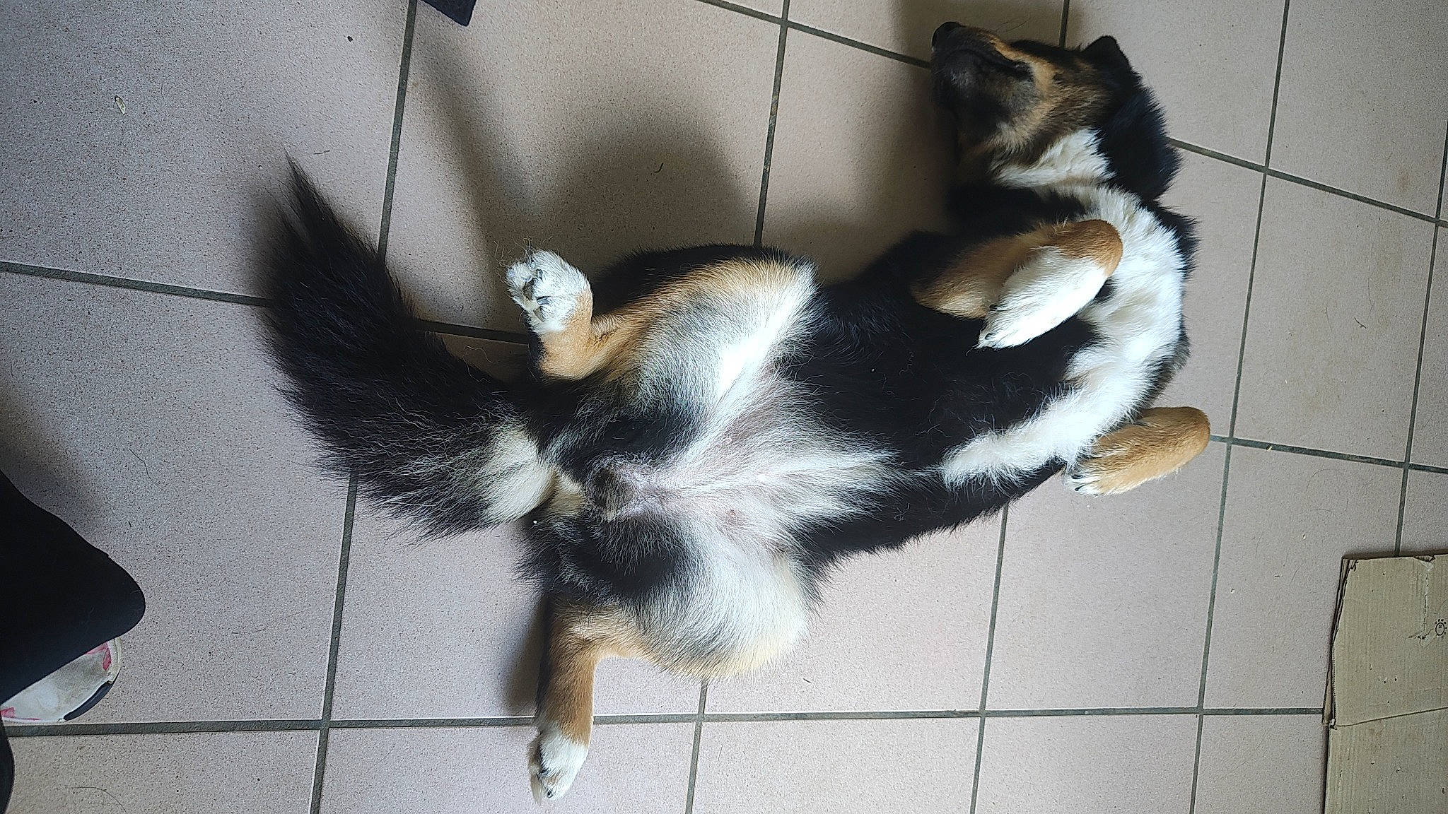 Taïs a rejoint le concours — aidez-le/la à gagner de superbes lots ! canidae, carnivore, cat, claw, companion_dog, dog_breed, domestic_short_haired_cat, felidae, floor, flooring, foot, fur, paw, pet_supply, small_to_medium_sized_cats, snout, sporting_group, tail, terrestrial_animal, whiskers