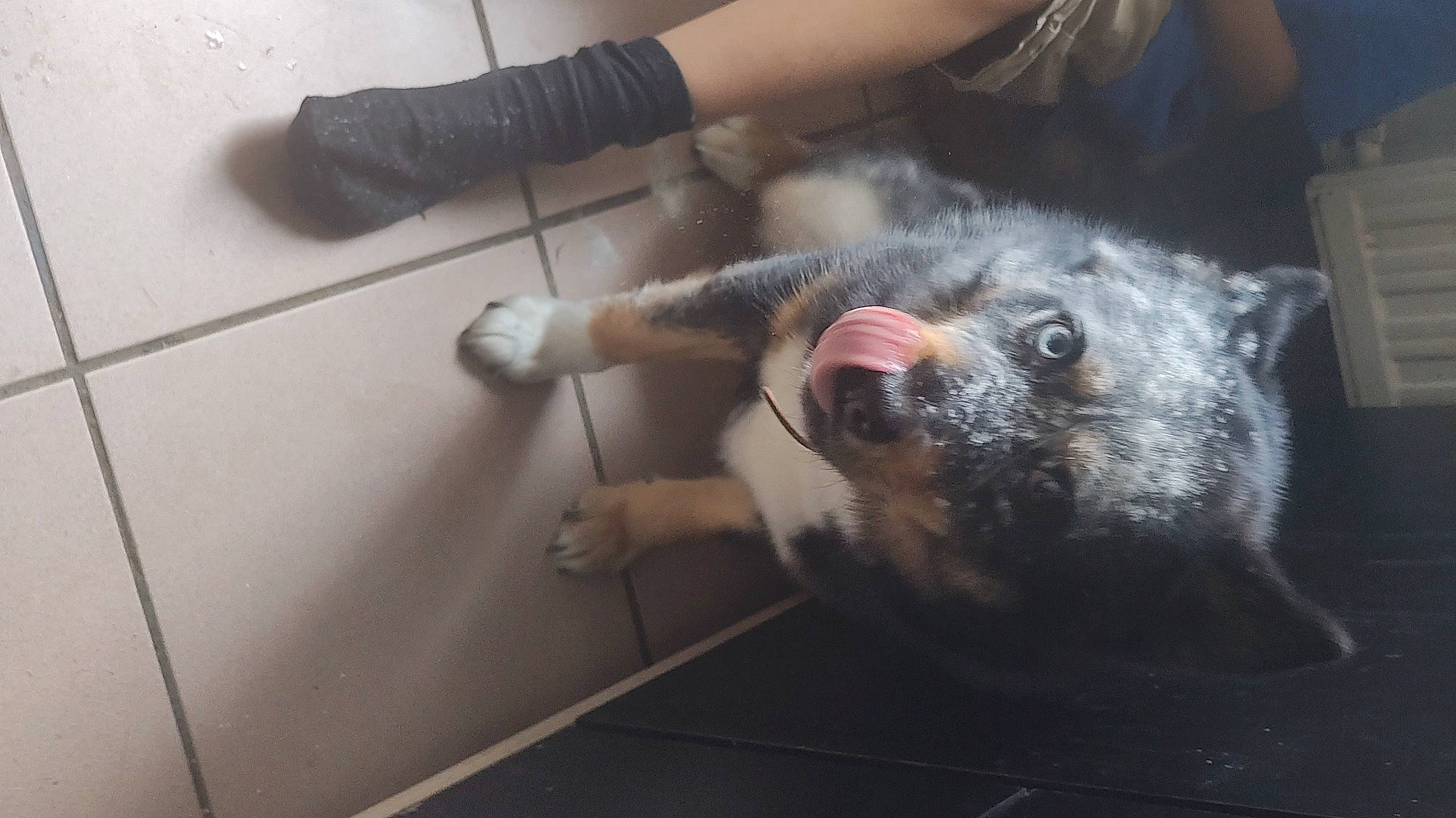 Taïs a rejoint le concours — aidez-le/la à gagner de superbes lots ! canidae, carnivore, companion_dog, dog, dog_breed, ear, flooring, foot, fur, paw, snout, sporting_group, terrestrial_animal, vertebrate, whiskers, working_animal