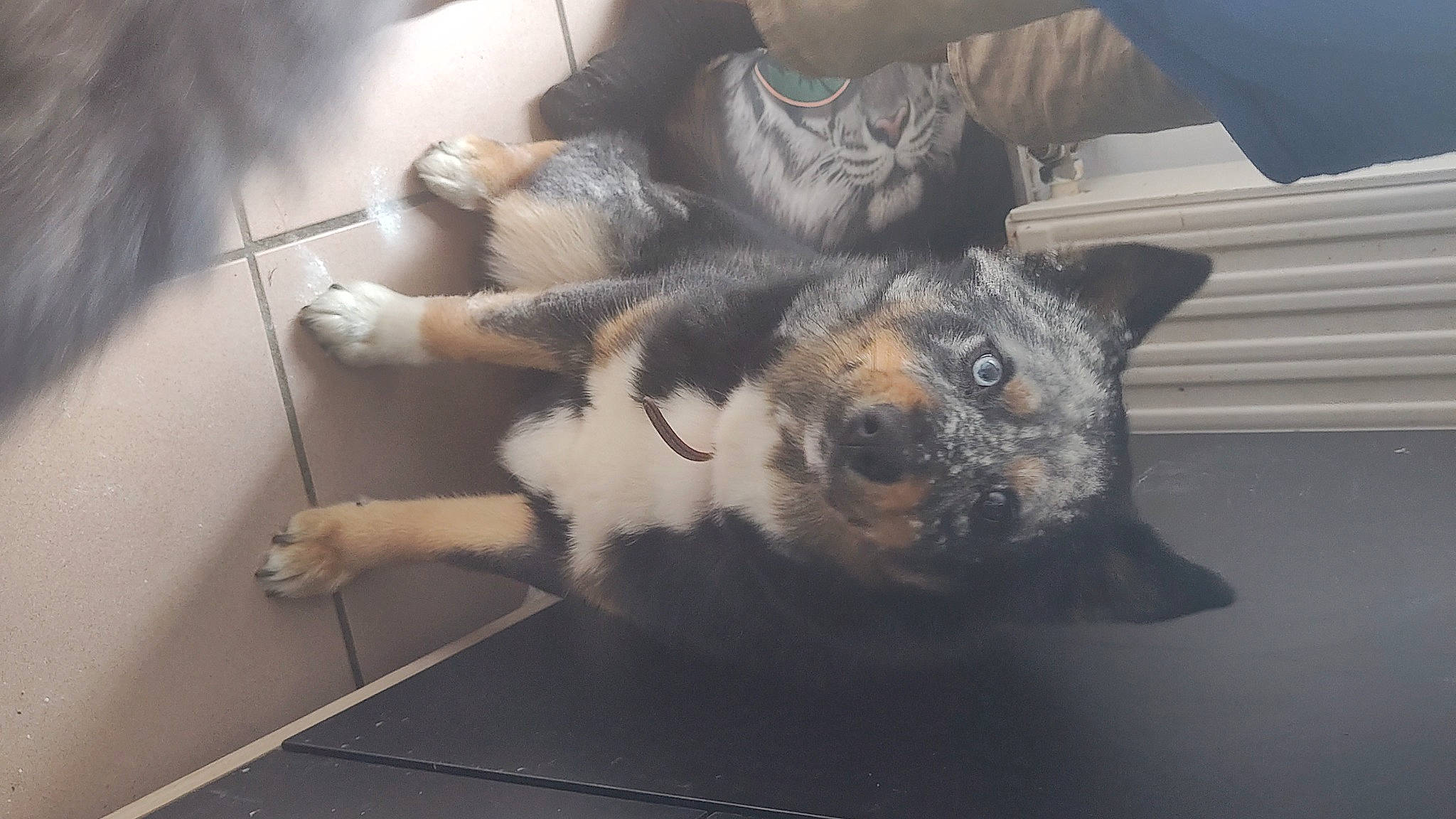 Taïs participe au concours pour gagner de l'argent avec cette photo : canidae, carnivore, claw, comfort, companion_dog, dog, dog_breed, domestic_short_haired_cat, ear, fawn, felidae, flooring, fur, herding_dog, paw, small_to_medium_sized_cats, snout, sporting_group, tail, whiskers