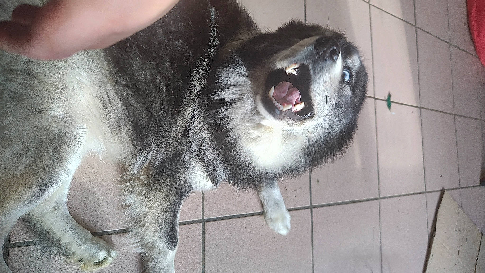 Skaï a rejoint le concours — aidez-le/la à gagner de superbes lots ! canidae, carnivore, collar, companion_dog, dog, dog_breed, fang, fawn, flooring, foot, fur, non_sporting_group, paw, snout, sporting_group, tail, terrestrial_animal, whiskers, working_animal, working_dog