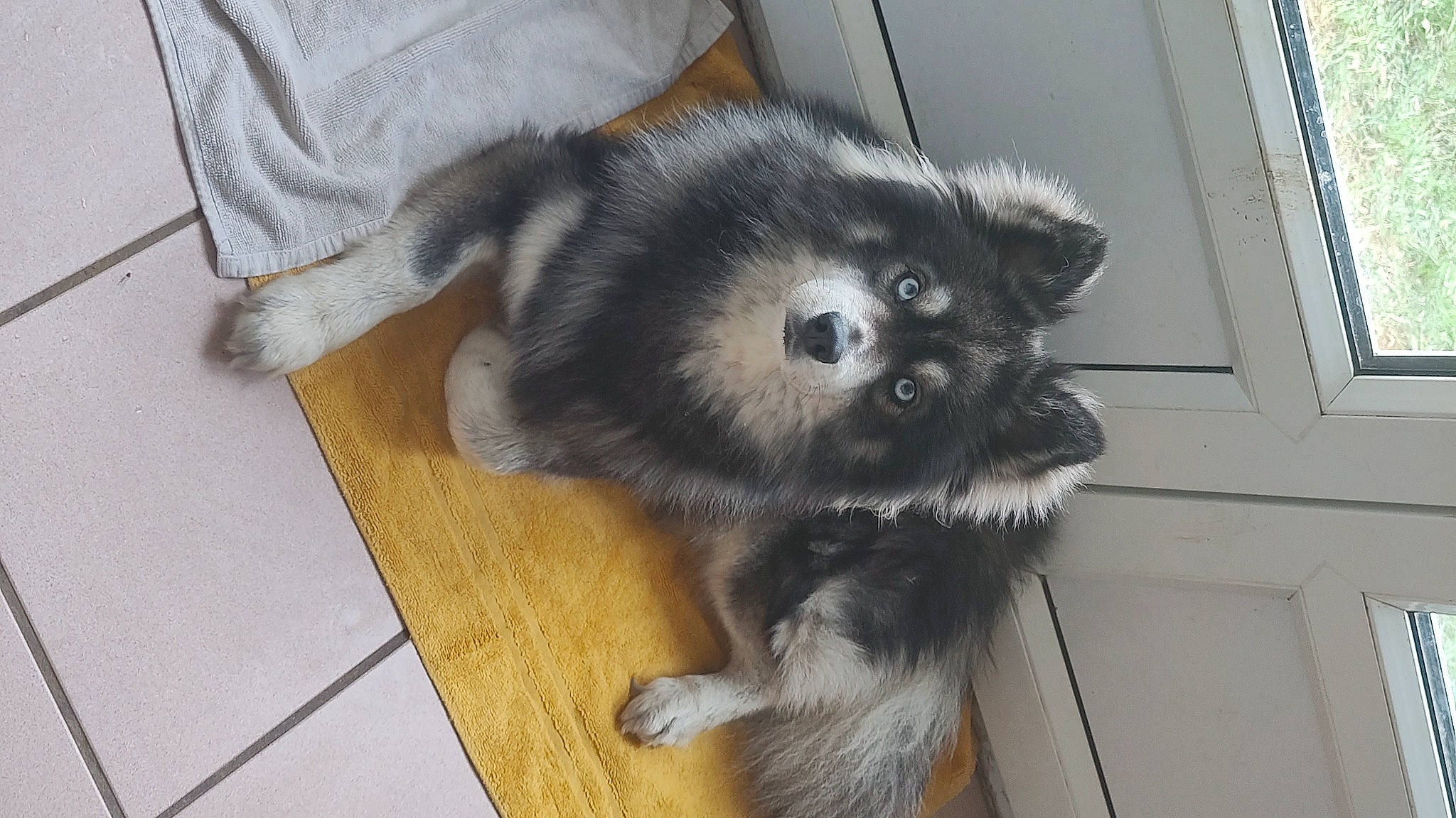 Skaï participe au concours pour gagner de l'argent avec cette photo : canidae, carnivore, claw, companion_dog, dog, dog_breed, dog_supply, fawn, fur, hardwood, paw, pet_supply, snout, spitz, sporting_group, tail, terrestrial_animal, toy_dog, whiskers, working_animal